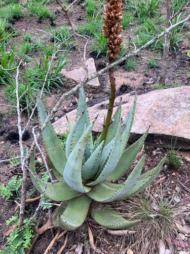 Aloe petricola, photograph 1