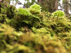 Hypopterygium didictyon