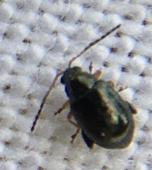 Aphthona euphorbiae