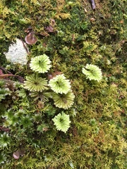 Hypopterygium didictyon