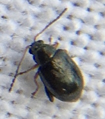 Aphthona euphorbiae