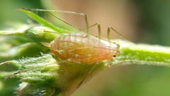 Acyrthosiphon pisum