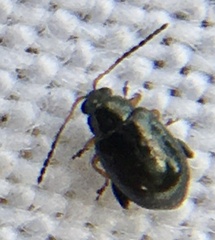 Aphthona euphorbiae