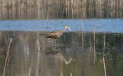 Aramus guarauna image