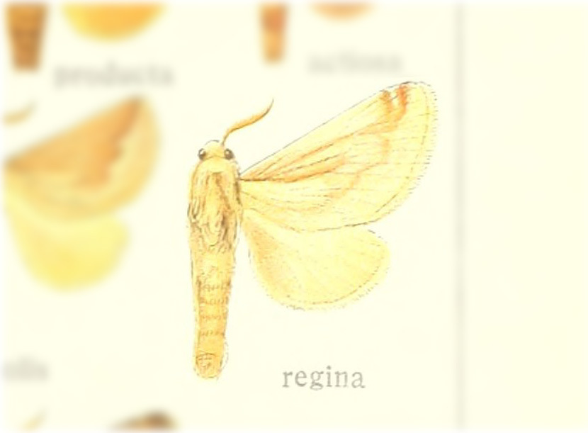 Perola regina
