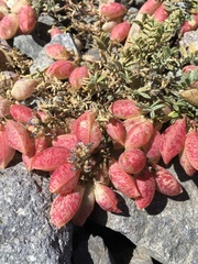 Astragalus arnottianus