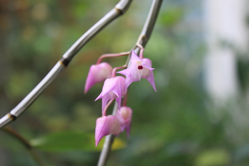 Dendrobium aduncum Lindl. 3