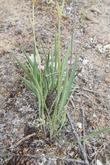 Bupleurum americanum