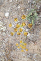 Bupleurum americanum