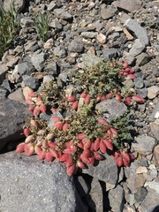 Astragalus arnottianus