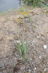 Bupleurum americanum