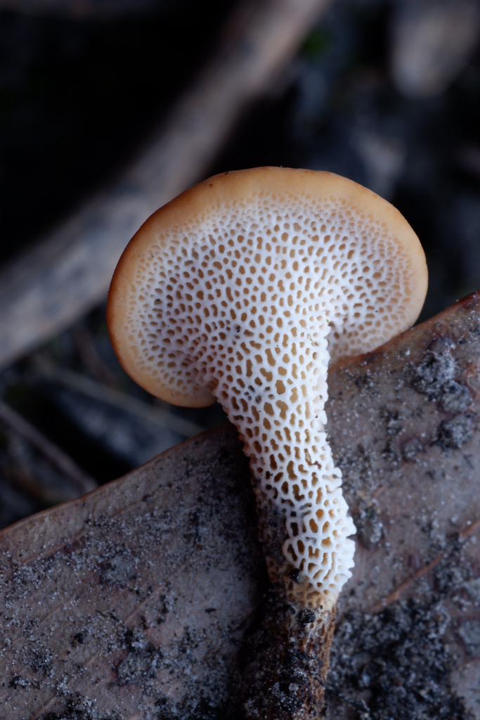 Fomitopsis sclerotina