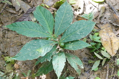 Image of Solanum arboreum