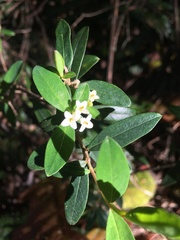 Pimelea drupacea