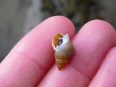 Nassarius perpinguis