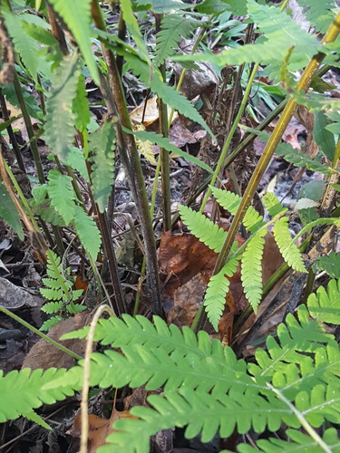 Christella dentata