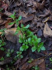 Gratiola virginiana