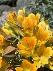 Tropaeolum polyphyllum