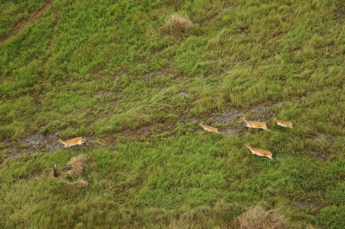 Nile Lechwe