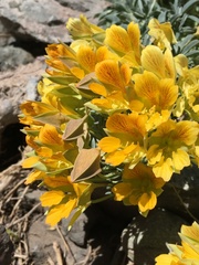 Tropaeolum polyphyllum