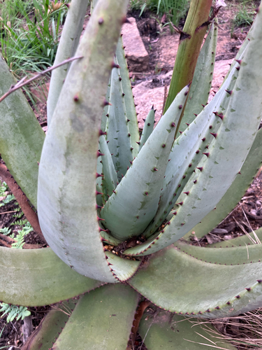 Aloe petricola, photograph 2
