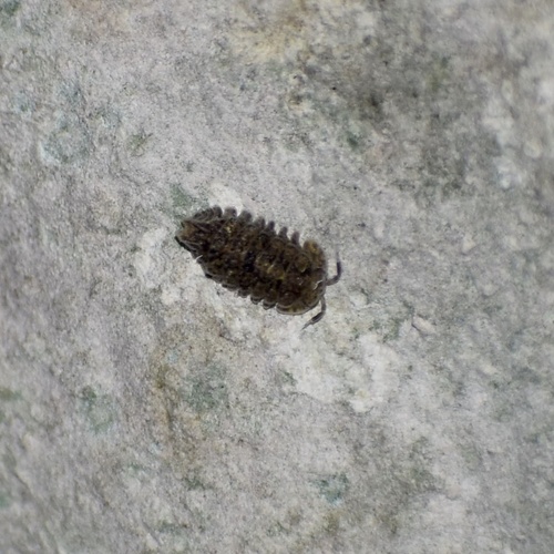 Pseudarmadillo bidentatus