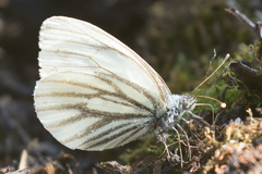 Pieris angelika