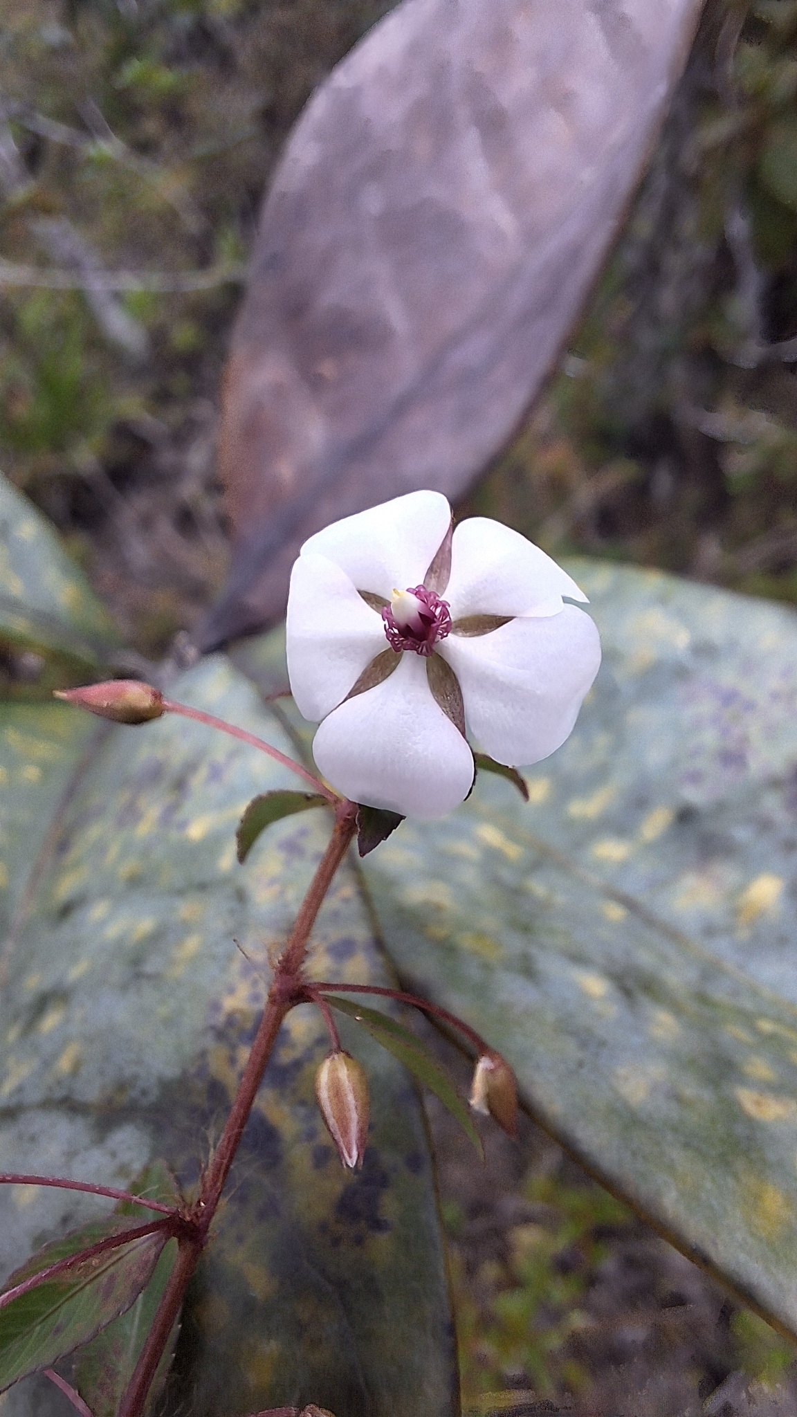 Sauvagesia erecta