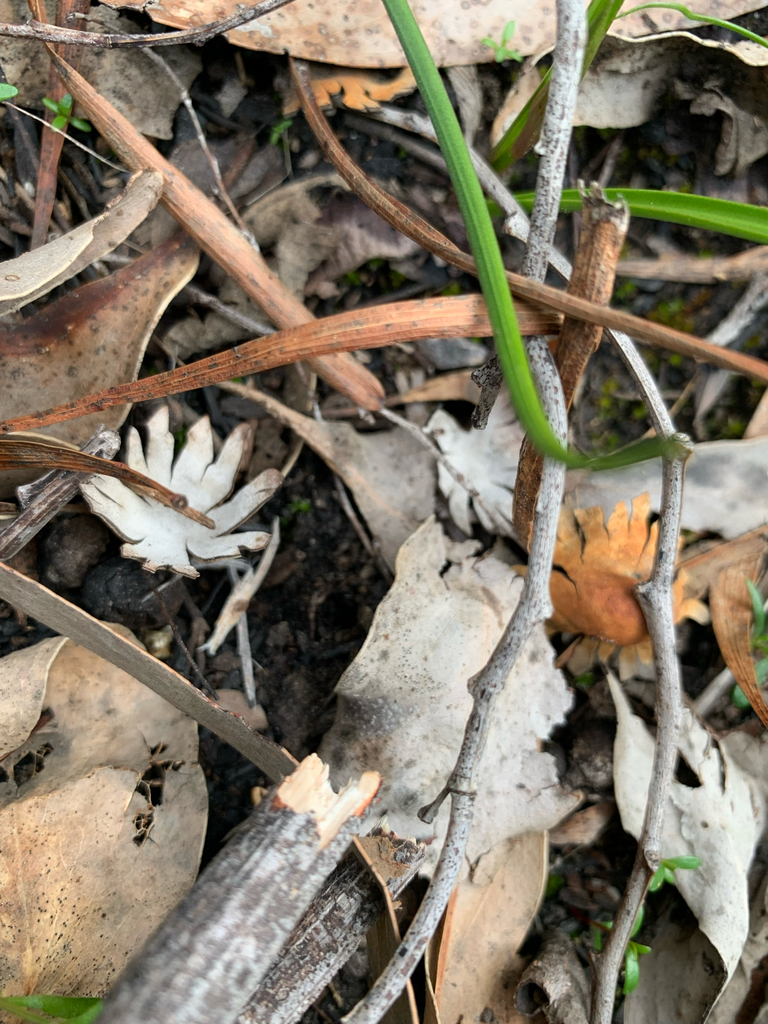 Nothocastoreum cretaceum · October 2025 · photo: © celadonfern (iNaturalist, cc-by)