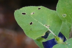 Coccocypselum hispidulum