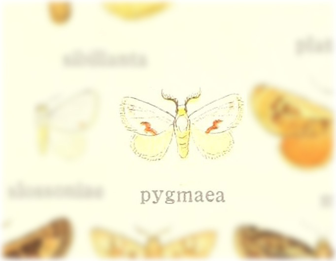 Alarodia pygmaea