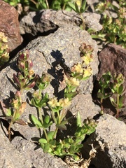 Galium eriocarpum