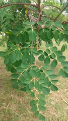 Moringa oleifera