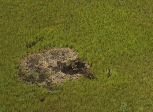 Northern Warthog