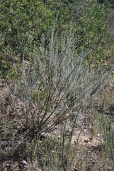 Aspalathus cinerascens