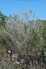 Aspalathus cinerascens