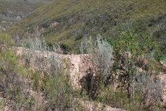 Aspalathus cinerascens