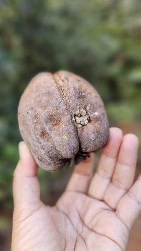 Vateria copallifera observed 2025-10-13