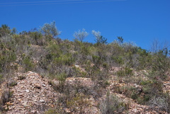 Aspalathus cinerascens