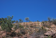 Aspalathus cinerascens