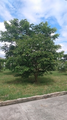 Psidium guajava