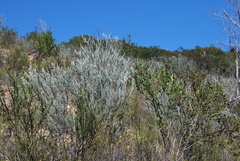 Aspalathus cinerascens