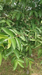 Psidium guajava