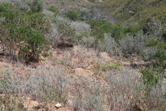 Aspalathus cinerascens