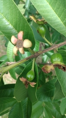 Psidium guajava