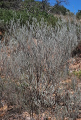 Aspalathus cinerascens