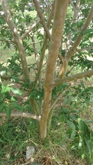 Psidium guajava
