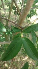 Psidium guajava