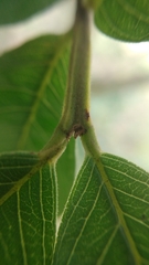 Psidium guajava