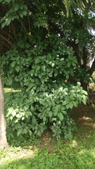 Pereskia